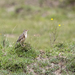 Kenyan Rufous-naped Lark - Photo (c) Niall Perrins, some rights reserved (CC BY-NC), uploaded by Niall Perrins