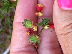 Hermannia joubertiana