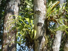Maxillaria egertoniana