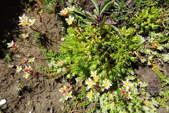 Saxifraga pentadactylis