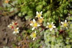 Saxifraga pentadactylis