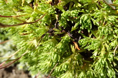 Saxifraga pentadactylis