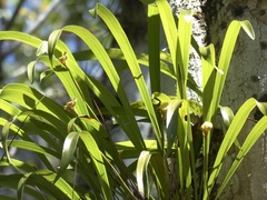 Maxillaria egertoniana