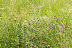 Crotalaria globifera