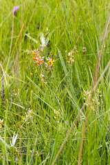 Crotalaria globifera