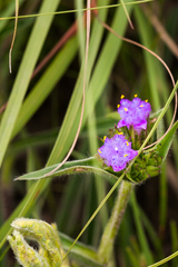 Cyanotis speciosa