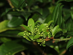 Euonymus spraguei