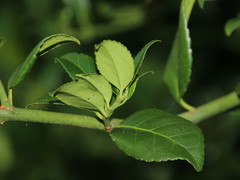 Euonymus spraguei