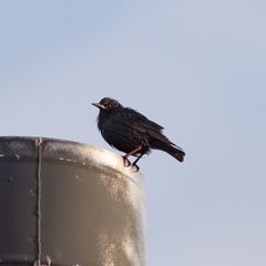 Sturnus unicolor