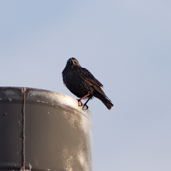 Sturnus unicolor