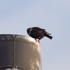 Sturnus unicolor