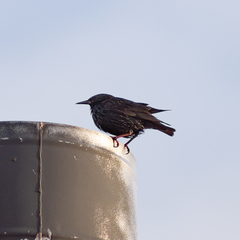 Sturnus unicolor