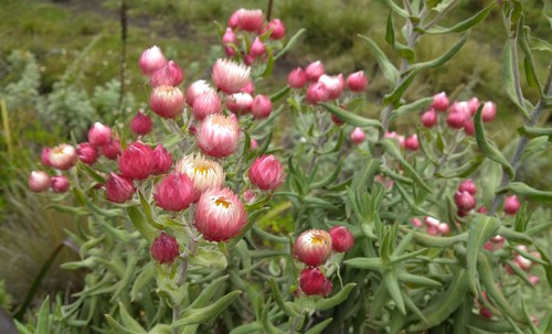 Helichrysum formosissimum