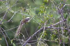 Colius leucocephalus