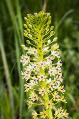 Eucomis comosa