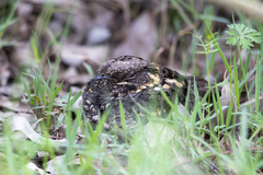 Caprimulgus poliocephalus
