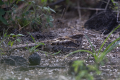 Caprimulgus clarus