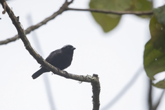 Nigrita canicapillus