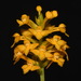 Orquídea - Photo (c) Brian Finzel, algunos derechos reservados (CC BY-SA), subido por Brian Finzel