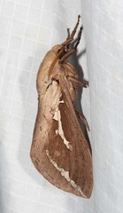 Abantiades argyrosticha