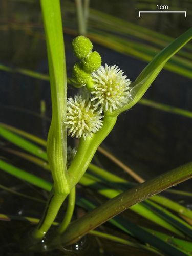 American Bur-reed