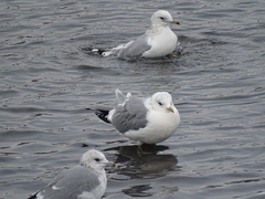 Larus canus