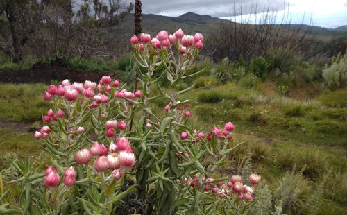 Helichrysum formosissimum