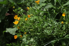 Potentilla thuringiaca