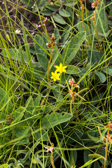 Hypoxis argentea sericea