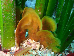 Chartella papyrea