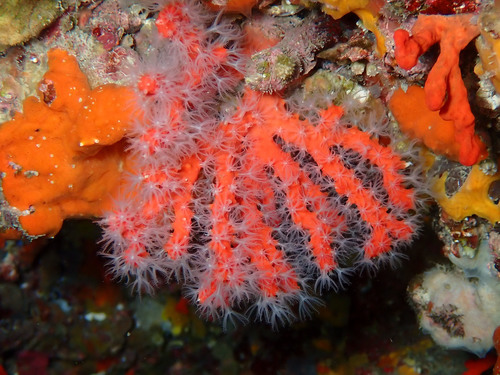 Corallium rubrum (Linnaeus, 1758)