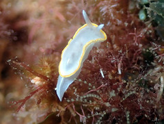 Diaphorodoris alba