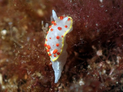Diaphorodoris papillata