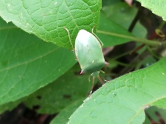 Chlorocoris loxoides