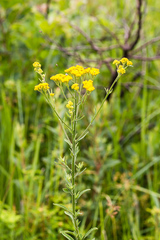 Nidorella auriculata
