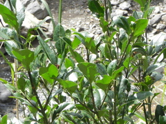 Euonymus spraguei