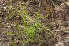 Oldenlandia herbacea