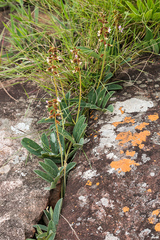 Ophrestia oblongifolia