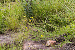 Osteospermum imbricatum