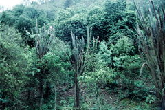 Harrisia tetracantha