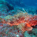 Red Scorpionfish - Photo (c) Sylvain Le Bris, some rights reserved (CC BY-NC), uploaded by Sylvain Le Bris