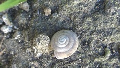 Caracollina lenticula