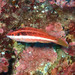 Doderlein's Wrasse - Photo (c) Sylvain Le Bris, some rights reserved (CC BY-NC), uploaded by Sylvain Le Bris
