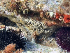 Irciniidae
