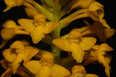 Platanthera integra