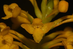 Platanthera integra