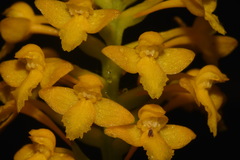 Platanthera integra