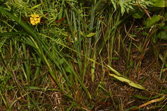 Platanthera integra