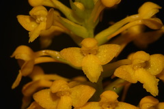 Platanthera integra