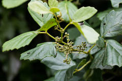 Rhoicissus tridentata